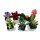 LEGO Advanced Models 10309 Succulents