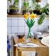 LEGO Botanicals 40747 Narzissen